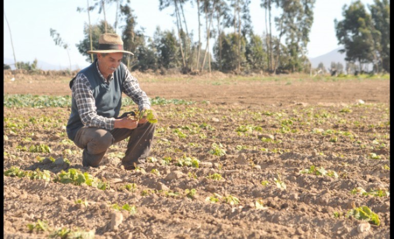 Comercio Justo: oportunidad de internacionalizar los productos agroalimentarios de la IV Región